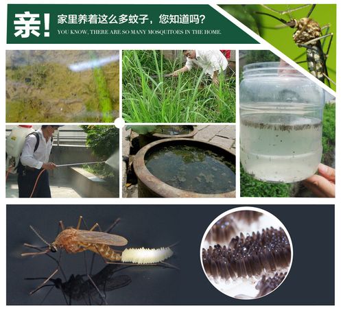 永通太陽能戶外滅蚊燈 綠色科技，守護無蚊夏夜